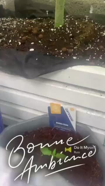 Mota khan afgan élite seed