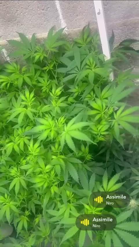 Mota khan afgan élite seed