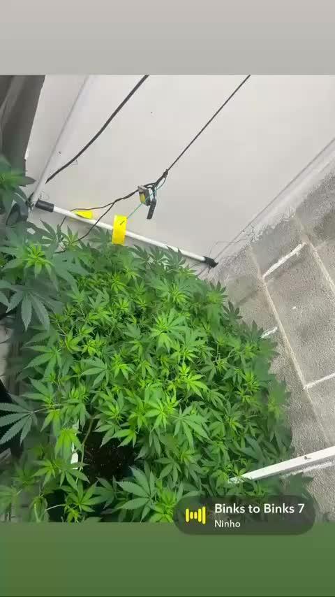 Mota khan afgan élite seed