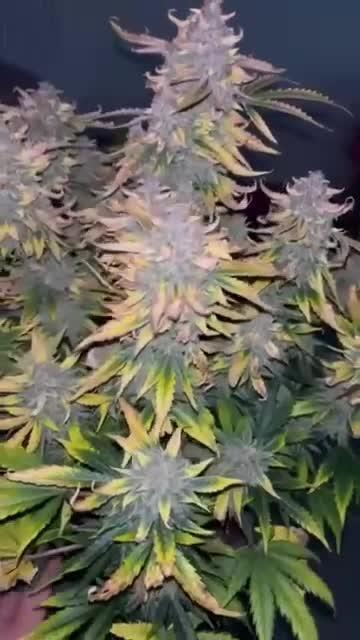 G13 LABS GIGABUD