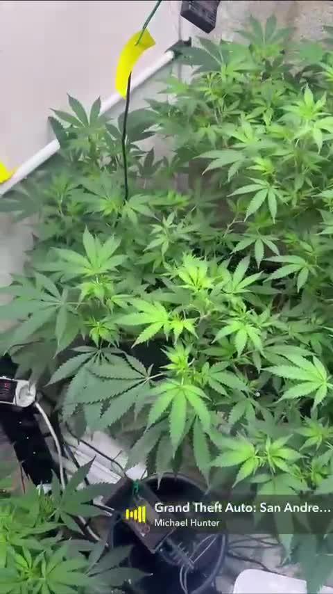 Mota khan afgan élite seed