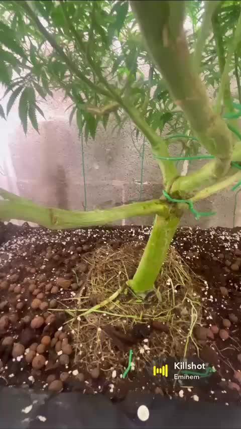 Mota khan afgan élite seed