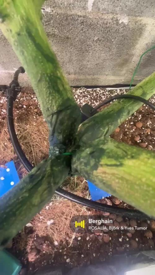 Mota khan afgan élite seed