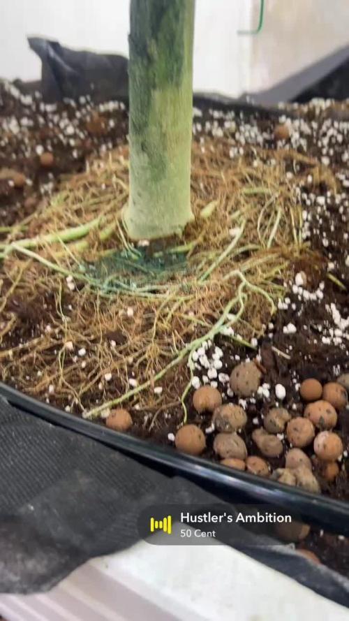 Mota khan afgan élite seed