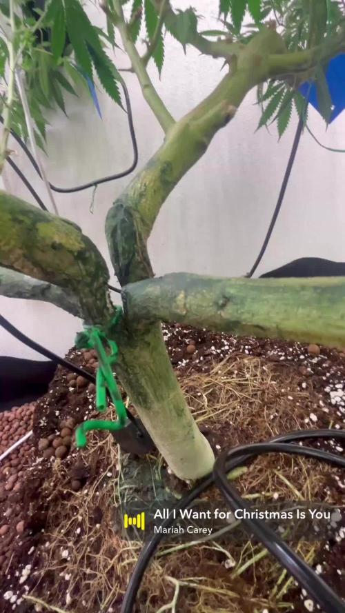 Mota khan afgan élite seed