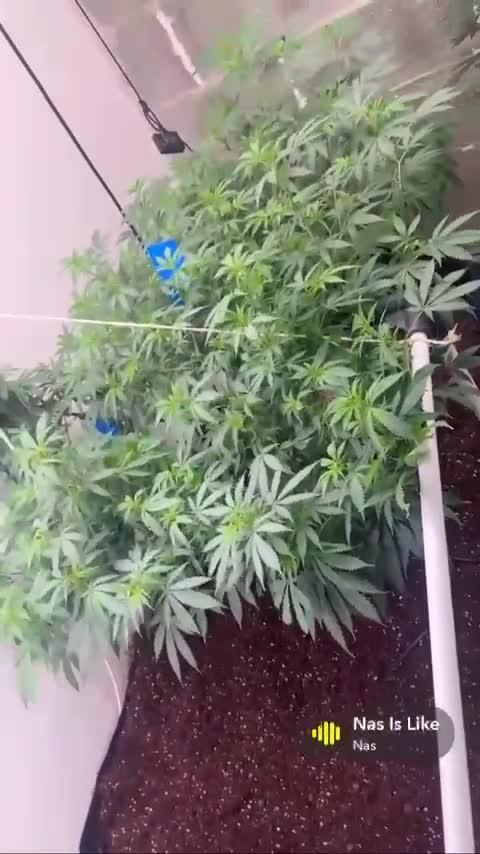 Mota khan afgan élite seed