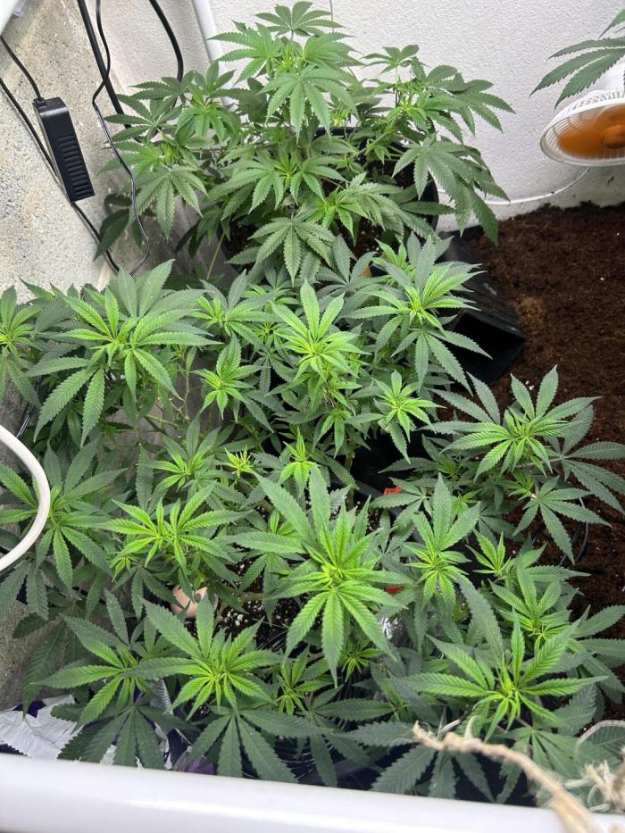 Mix planta. Week 3 - Bubblegum (Zamnesia Weeds) féminisée . Gorilla cookies FF Fastbud 