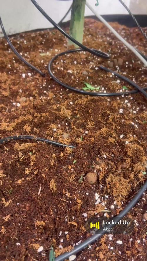 Mota khan afgan élite seed