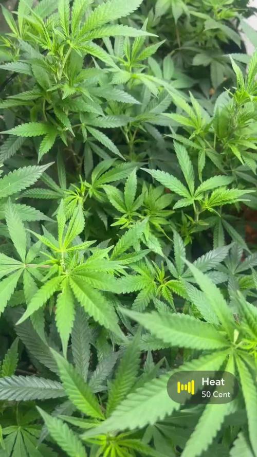 Mota khan afgan élite seed