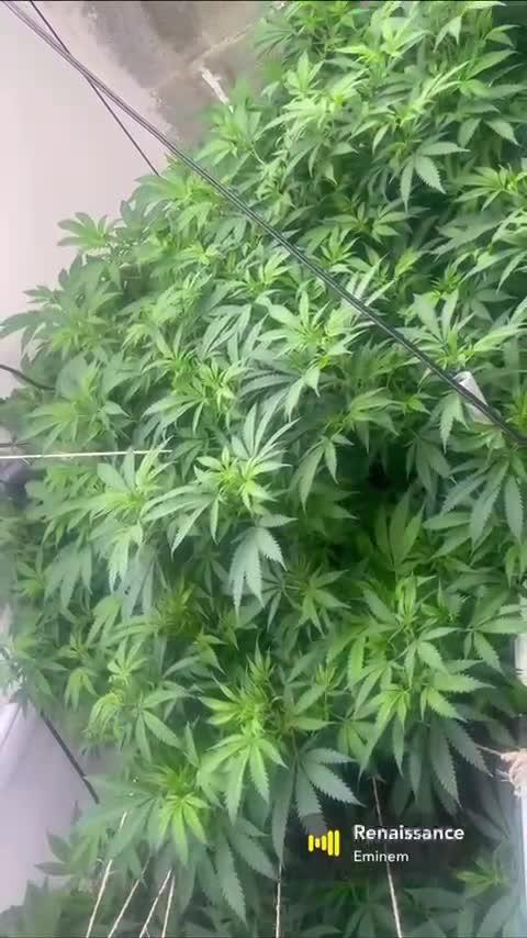 Mota khan afgan élite seed