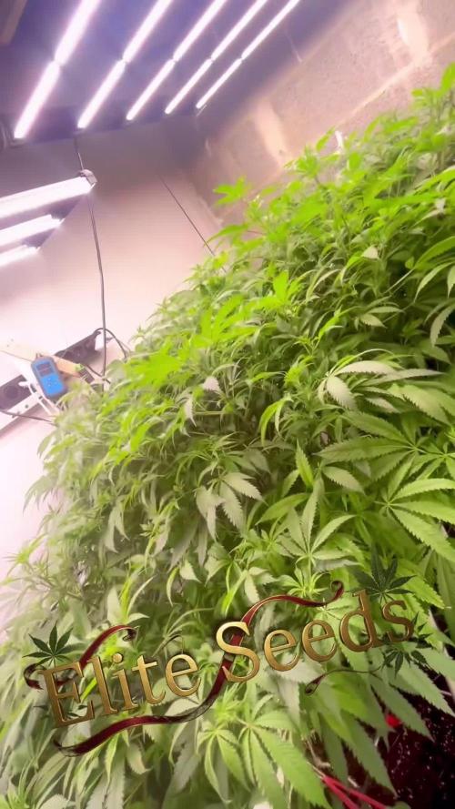 Mota khan afgan élite seed