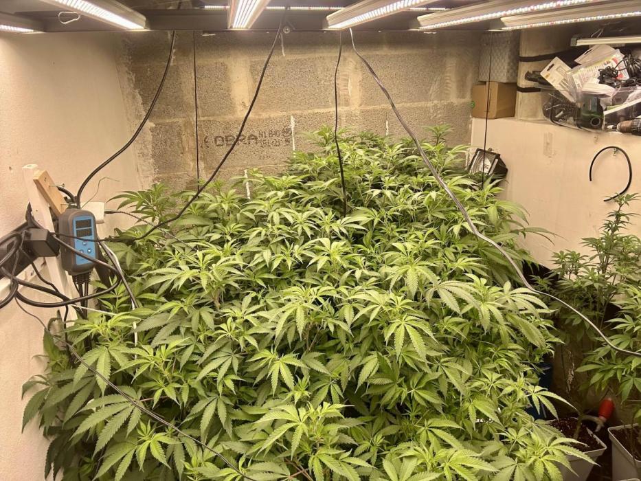 Mota khan afgan élite seed. Week 31