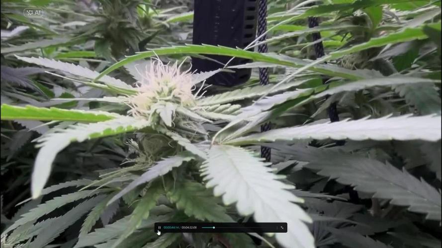 Mota khan afgan élite seed