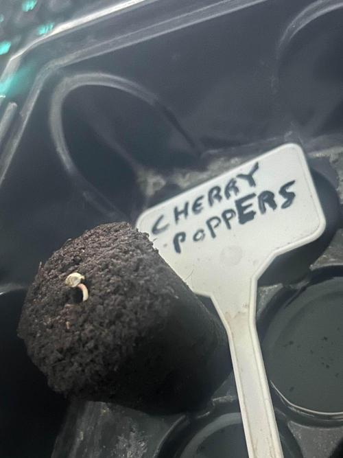 Cherry Poppers from Barney's Farm. Week 0