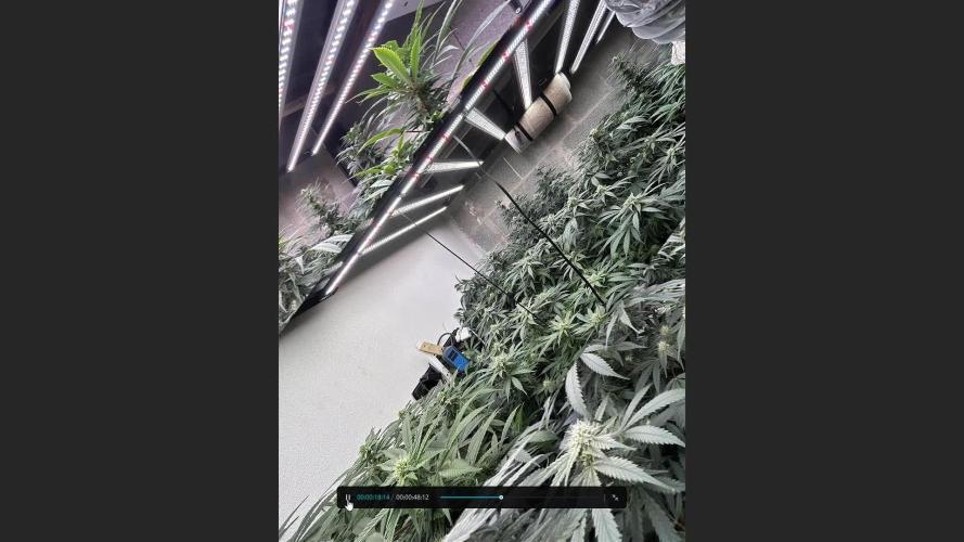 Mota khan afgan élite seed