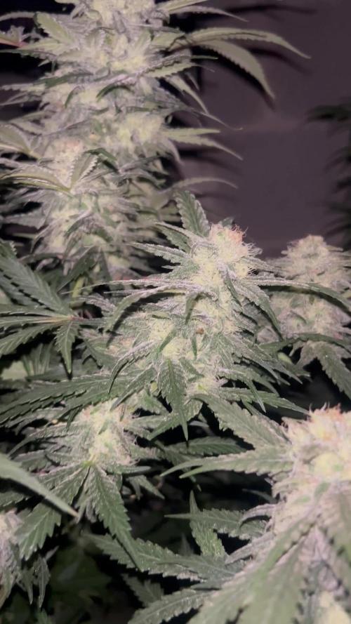 Mota khan afgan élite seed