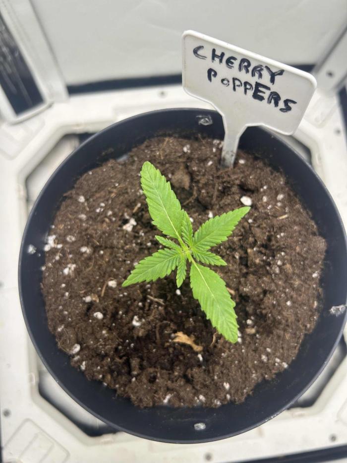 Cherry Poppers from Barney's Farm. Week 2 - Everything is under control.