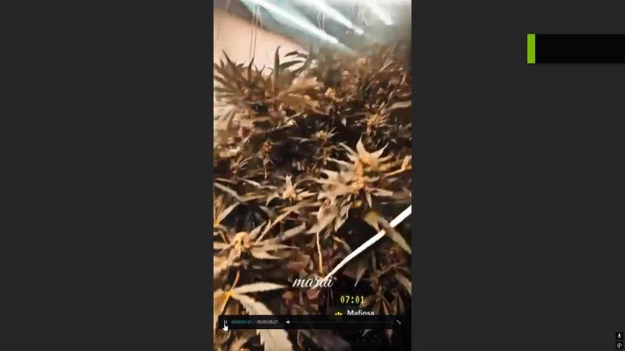 Mota khan afgan élite seed