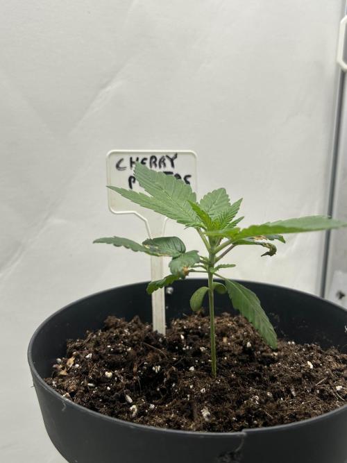 Cherry Poppers from Barney's Farm. Week 3 - robust