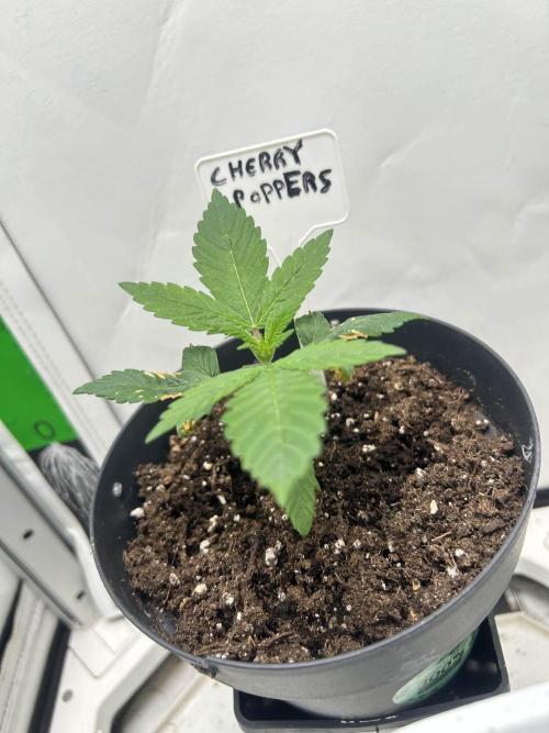 Cherry Poppers from Barney's Farm. Week 3