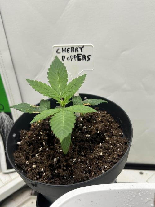 Cherry Poppers from Barney's Farm. Week 3