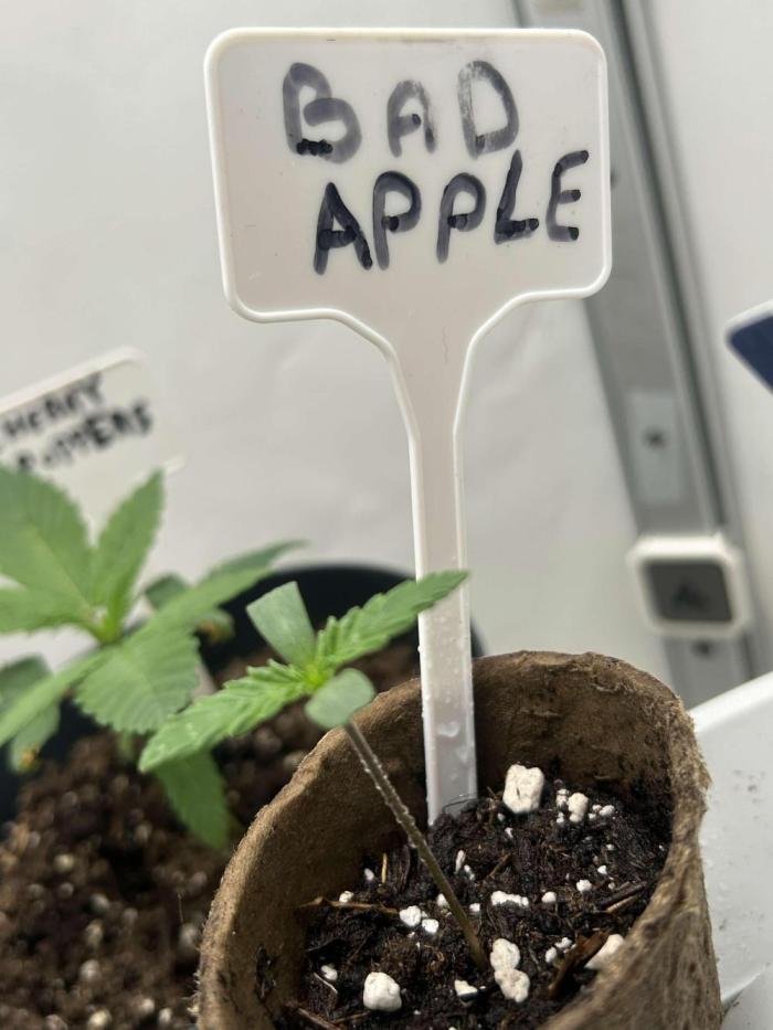 Bad Apple. Week 1 - Sensi Seeds 