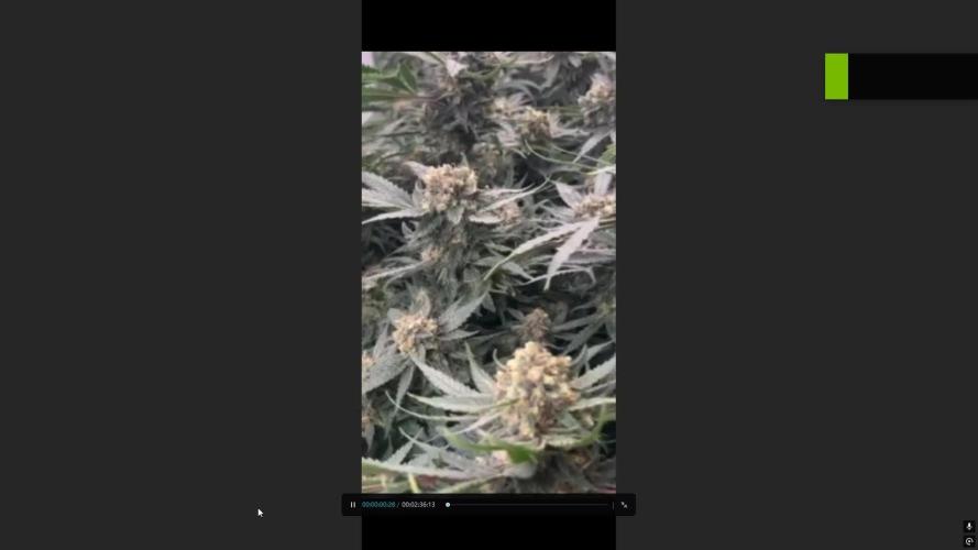 Mota khan afgan élite seed