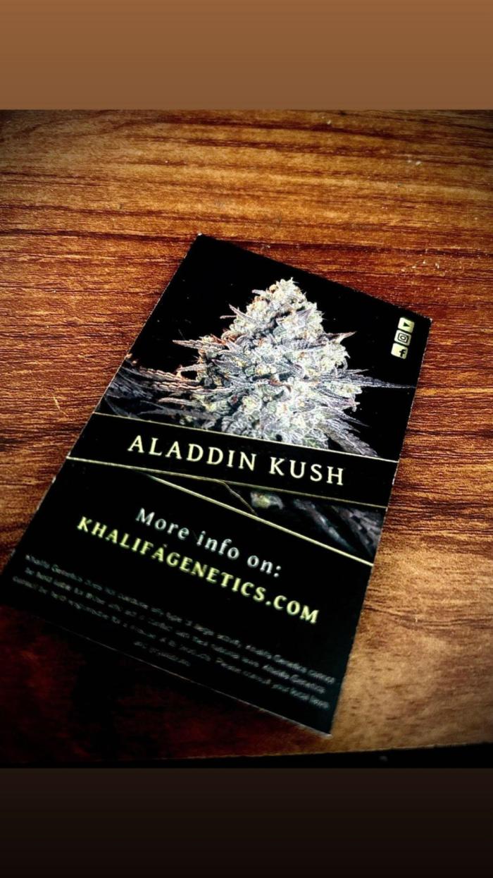 Aladdin Kush. Week 0 - ..