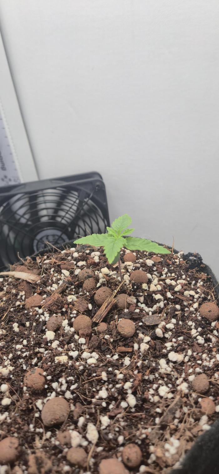 Royal Critical. Week 2