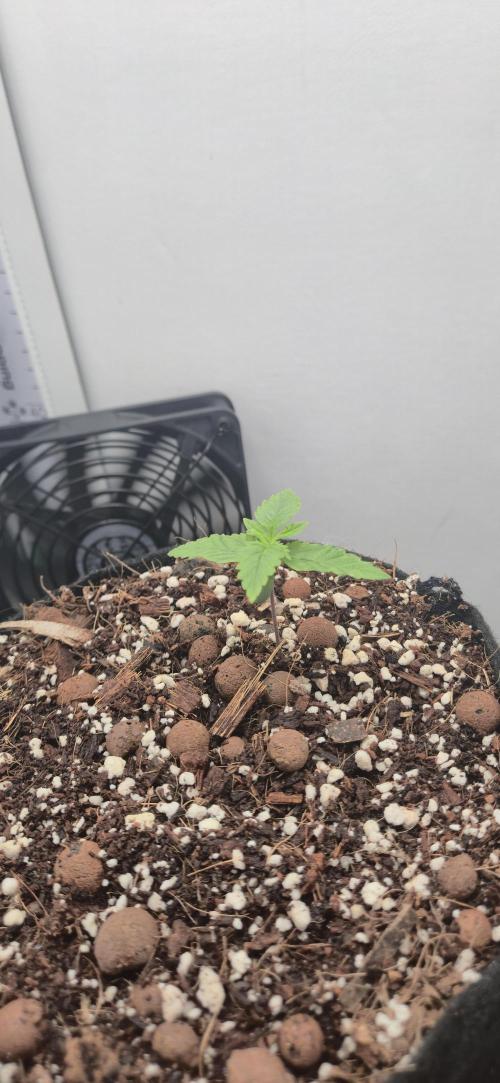 Vgrow . Week 2