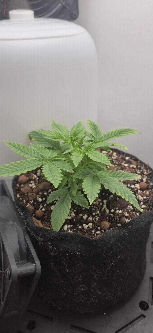 Vgrow . Week 3