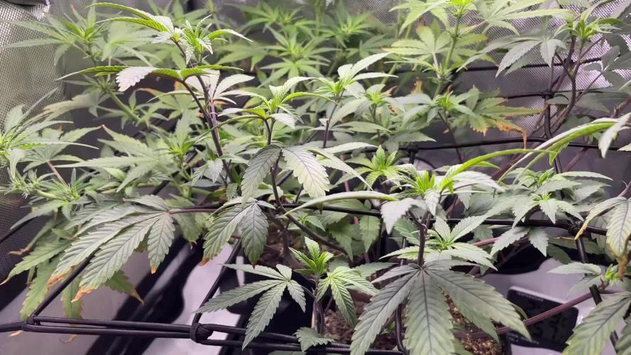 First Grow Ever - Gorilla Z Auto BAS 3.0