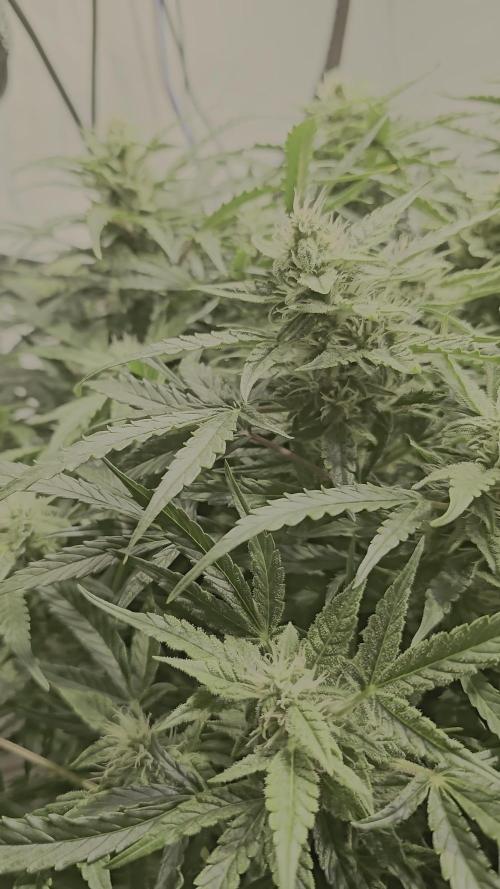 Runtz zamnesia Northern Lights RQS