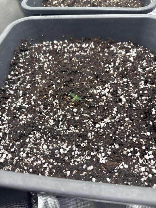 1 Grow d. Week 1 - Gorilla cookies