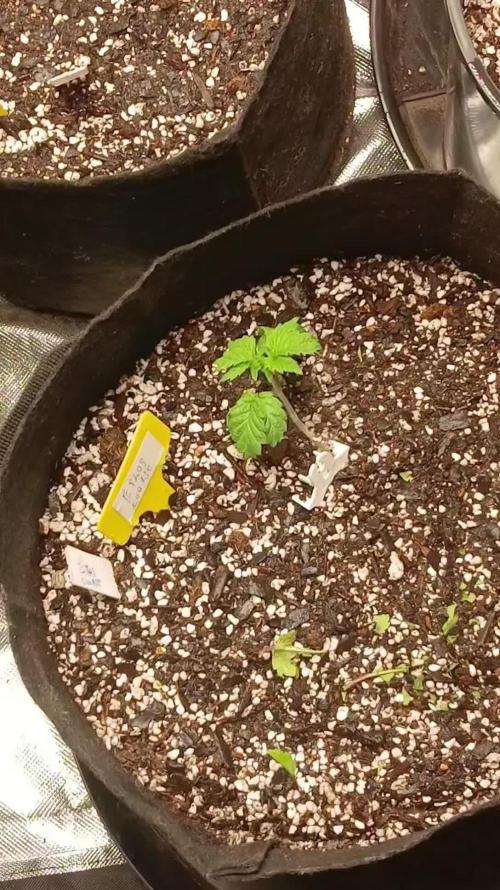 Ethos grow