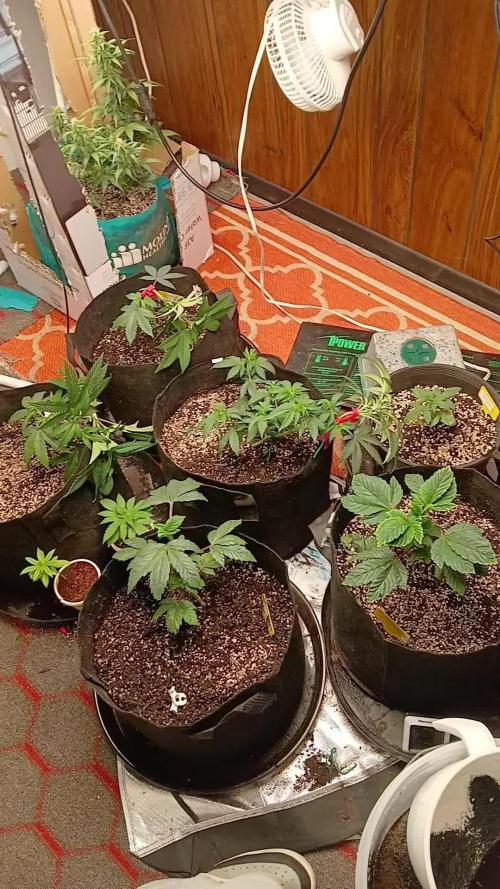 Ethos grow