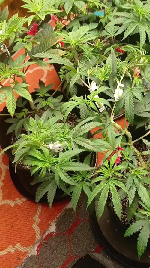 Ethos grow