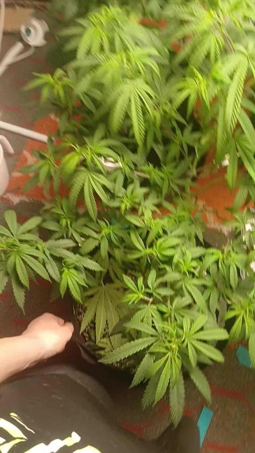 Ethos grow