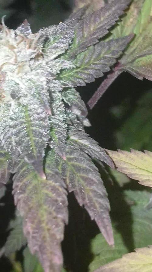 Ethos grow