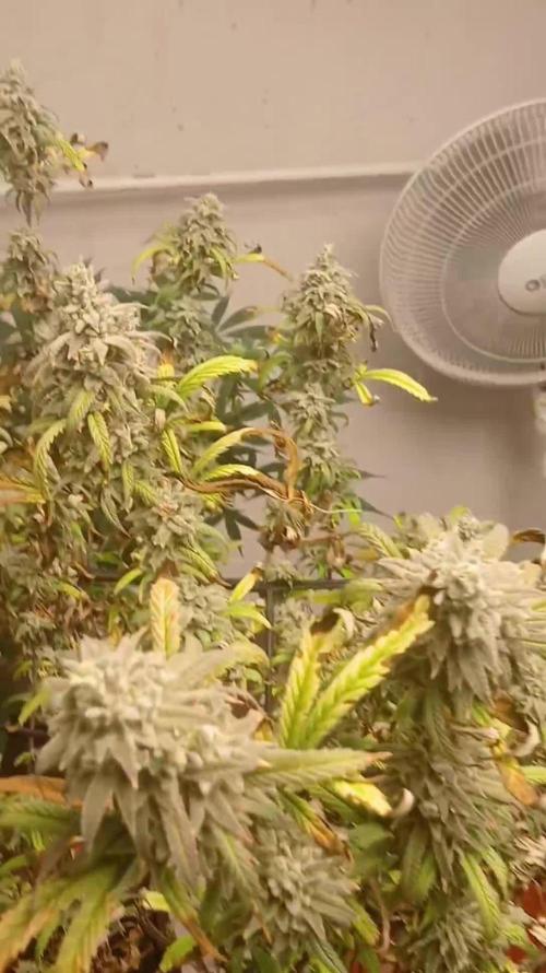 Ethos grow