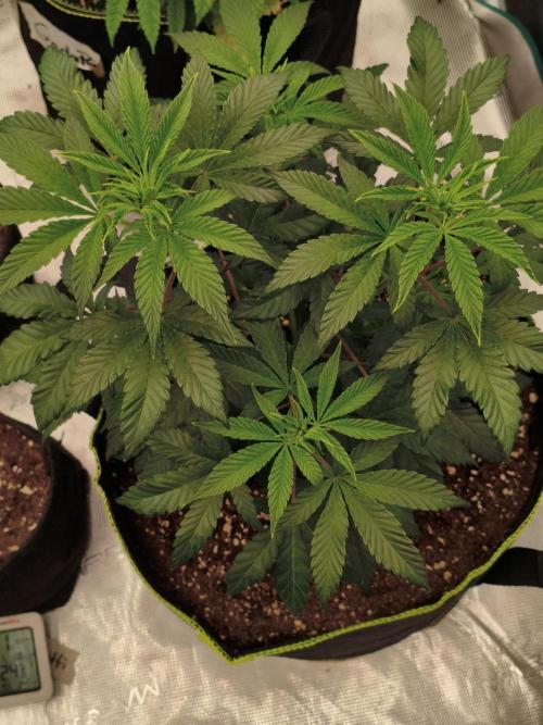 Mary Jane Drop Grow!Compound&Karma. Week 5