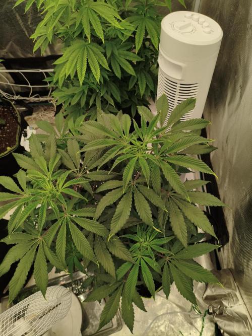 Mary Jane Drop Grow!Compound&Karma. Week 5 - Pink Di Frutti 