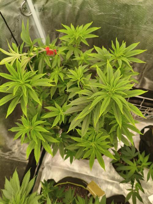 Mary Jane Drop Grow!Compound&Karma. Week 5 - Gastro Funk Phano # 2