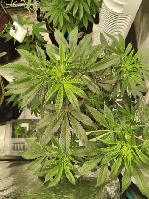 Mary Jane Drop Grow!Compound&Karma. Week 5 - Pink die Frutti 