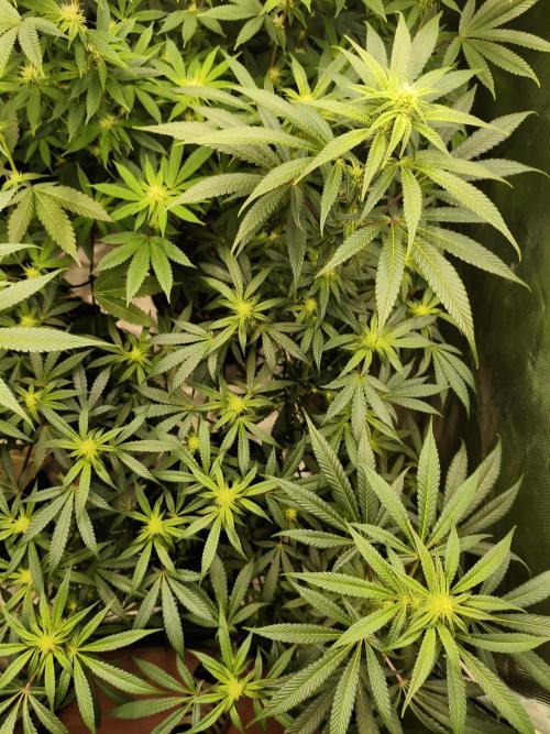 Mary Jane Drop Grow!Compound&Karma. Week 3