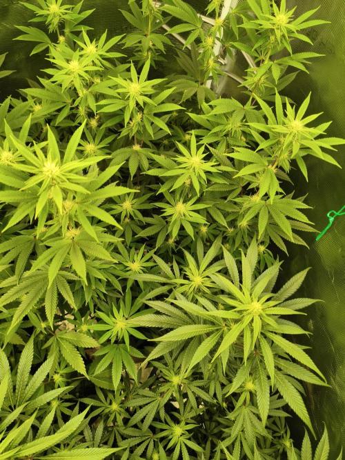 Mary Jane Drop Grow!Compound&Karma. Week 3