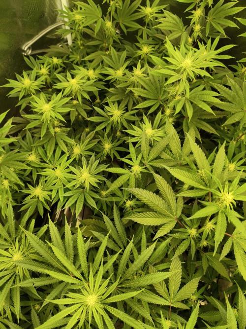 Mary Jane Drop Grow!Compound&Karma. Week 3