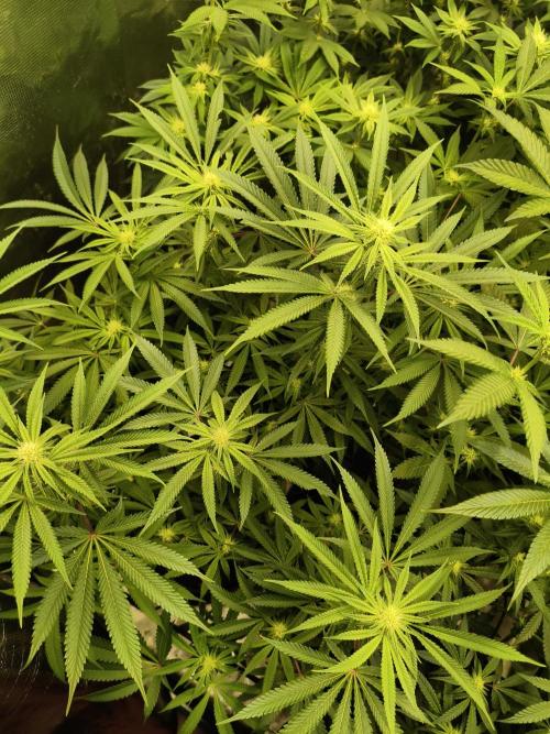 Mary Jane Drop Grow!Compound&Karma. Week 3