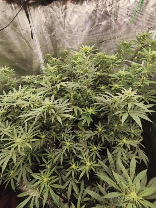 Mary Jane Drop Grow!Compound&Karma. Week 3 - Gastro Funk in the back and Pink Di Frutti in the front