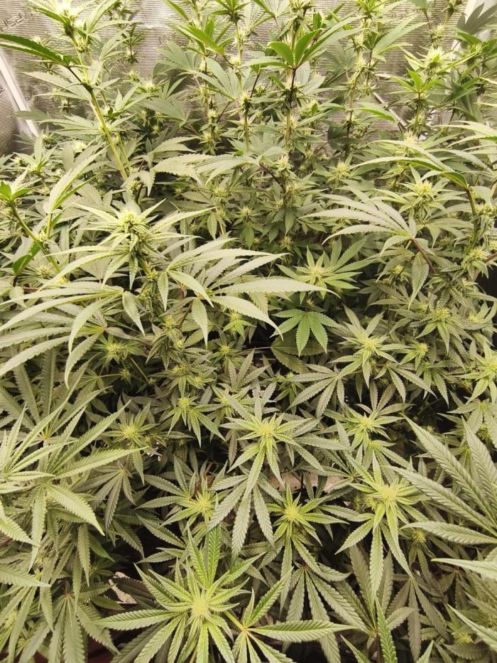 Mary Jane Drop Grow!Compound&Karma. Week 4 - The Show must go on!